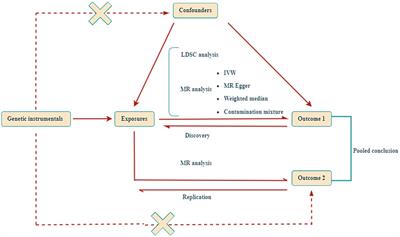 Sarcopenia-related traits and 10 digestive system disorders: insight from genetic correlation and Mendelian randomization